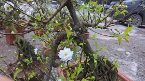 Mai[-]trắng,[-]nhiều[-]cánh[-]bung[-]nở[-]trong[-]tiết[-]trời[-]lạnh[-]khiến[-]nhiều[-]người[-]say[-]mê